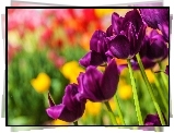 Fioletowe, Tulipany