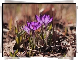 Fioletowe, Krokusy, Wiosenne, Kwiaty