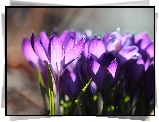 Fioletowe, Szafrany wiosenne, Krokusy