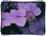 Fioletowe, Kwiatki, Krople, Wody, Mucha