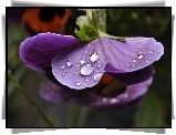 Fioletowy, Bratek, Krople, Deszczu, Makro