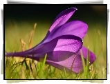 Fioletowy, Krokus
