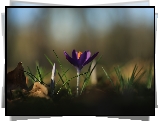 Kwiatek, Fioletowy, Krokus