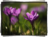 Fioletowy, Kwiat, Krokus, Rozmyte tło