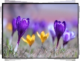 Fioletowy, Krokus, Kwiat, Rozmyte tło, Kwiaty