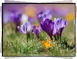 Fioletowy, Krokus, Trawa, Rozmycie