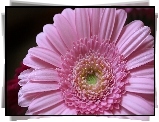 Różowy, Gerber, Kwiat