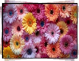 Rozwinięte, Kwiaty, Kolorowe, Gerbery