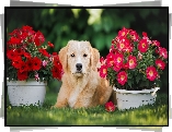 Pies, Golden retriever, Kwiaty, Petunie