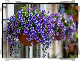 Wiszące, Kwiaty, Petunie, Grafika