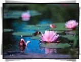 Grzybienie, Nenufary, Lilie Wodne