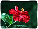 Czerwony, Hibiskus, Listki