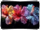 Kwiaty, Trzy, Kolorowe, Hibiskusy
