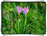 Krokusy, Jasnofioletowe, Krokusy