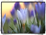 Jasnoniebieski, Krokus, Kwiat