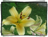 Jasnożółte, Lilie