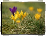 Żółte, Krokusy, Kwiaty, Kępka, Trawy