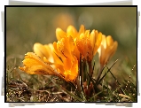 Żółte, Krokusy, Kępka, Kwiaty