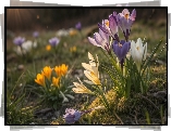 Kwiaty, Kolorowe, Krokusy, Kępki