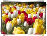 Kolorowe, Tulipany, Białe, Czerwone, Żółte