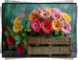 Kwiaty, Kolorowe, Gerbery, Drewniana, Skrzynka