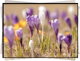 Krokusy, Kolorowe, Kwiaty