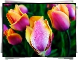 Kolorowe, Tulipany, Krople, Rosy