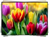 Kwiaty, Kolorowe, Tulipany