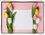 Kolorowe, Tulipany, Kartka, Biała, Różowe, Tło