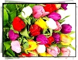 Kolorowe, Tulipany