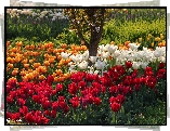 Kolorowe, Tulipany
