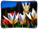 Kolorowe, Tulipany