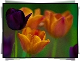 Kolorowe, Tulipany
