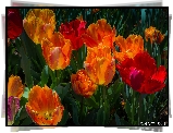 Tulipany, Kolorowe, Kwiaty