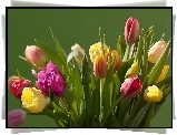 Bukiet, Kolorowych, Tulipanów