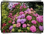 Różne, Kolory, Hortensji