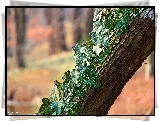 Kora, Drzewa, Porośnięta, Bluszczem