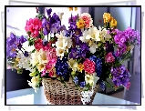 Kosz, Kwiatów, Frezje, Róże