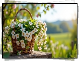 Białe, Kwiaty, Wiklinowy, Koszyk