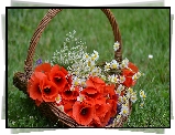 Koszyk, Bukiet, Maki, Rumianki
