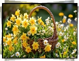 Wiklinowy, Koszyk, Narcyzy żonkile, Stokrotki