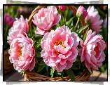 Różowe, Piwonie, Wiklinowy, Koszyk