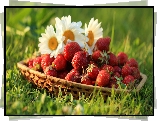 Wiklinowy, Koszyk, Truskawki, Kwiaty, Trawa
