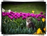 Kot, Kwiaty, Tulipany