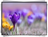 Fioletowy, Krokus, Kwiatek