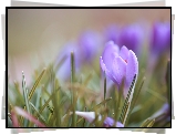 Jasnofioletowy, Krokus, Kwiat