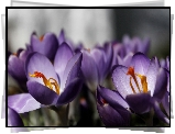 Kwiat, Krokus, Fioletowy