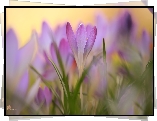 Jasnofioletowy, Krokus, Kwiat, Rozmyte, Tło