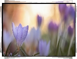 Jasnofioletowy, Krokus, Kwiat, Rozmyte, Tło