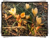 Kwiaty, Krokus, Żółty
